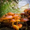 Mushrooms in December